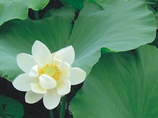 水芙蓉